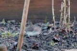 20150202_Grijze Junco_Groningen_3